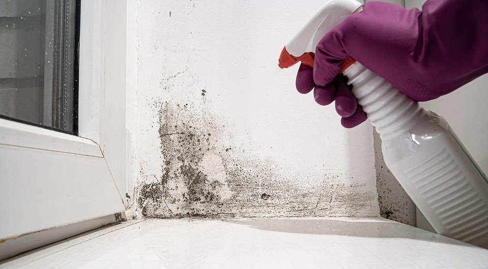 Schimmel in der Wohnung: Rechte, Pflichten und Beweise für Mieter