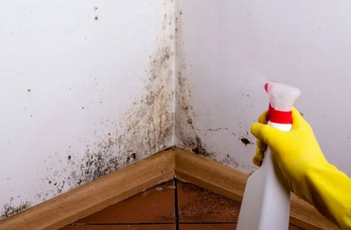 Schimmel in der Wohnung: Rechte, Pflichten und Beweise für Mieter